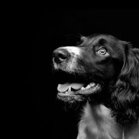 Poetry Animal Hospital ico