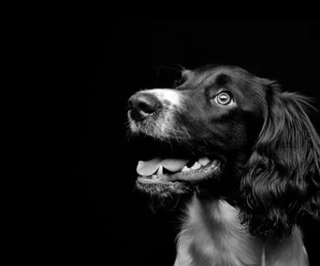 Poetry Animal Hospital