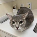 Rockwall County Veterinary Clinic