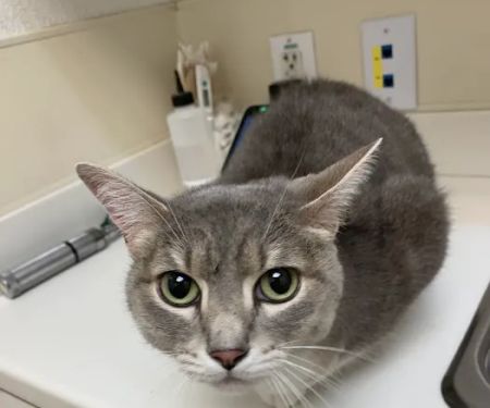 Rockwall County Veterinary Clinic