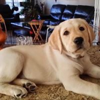 Animal Hospital of Fate ico