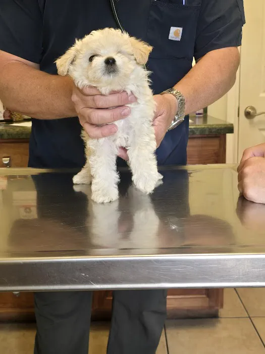 Animal Hospital of Fate Picture 4