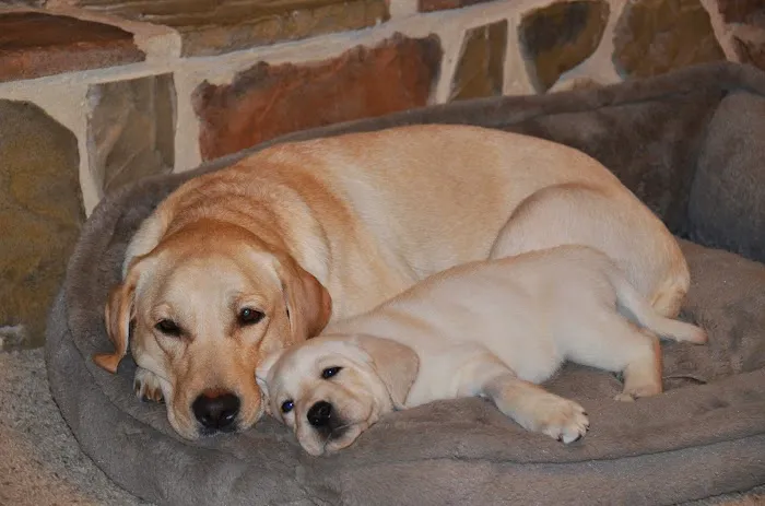 Animal Hospital of Fate Picture 8
