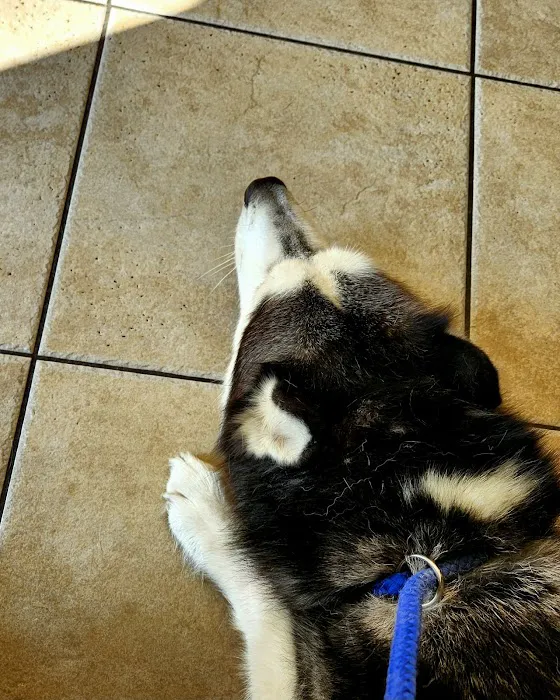 Animal Hospital of Fate Picture 10