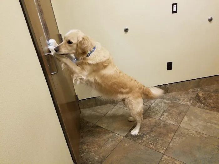 Sachse Veterinary Hospital Picture 4