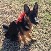 Sachse Veterinary Hospital ico