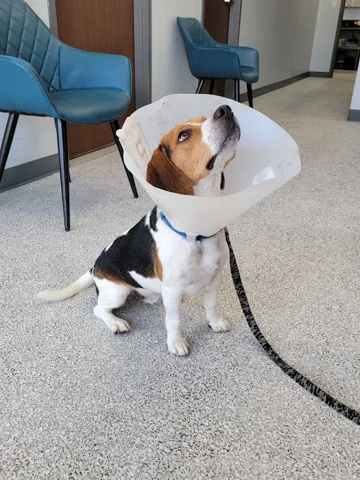 Rockwall Urgent Vet Picture 2