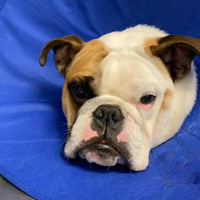 Rockwall Urgent Vet Picture 8