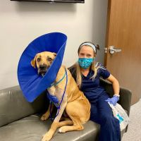 Rockwall Urgent Vet ico