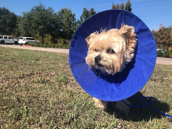 Rockwall Urgent Vet Picture 5