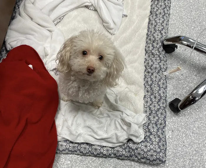 Rockwall Urgent Vet Picture 10