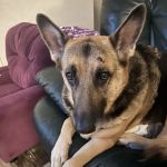 Krause Veterinary Clinic