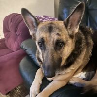 Krause Veterinary Clinic ico