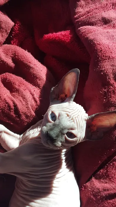 Beebes Sphynx Cattery Picture 1