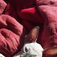Beebes Sphynx Cattery ico