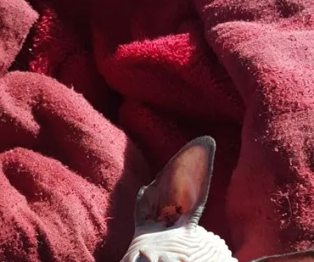 Beebes Sphynx Cattery