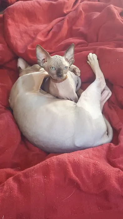 Beebes Sphynx Cattery Picture 5