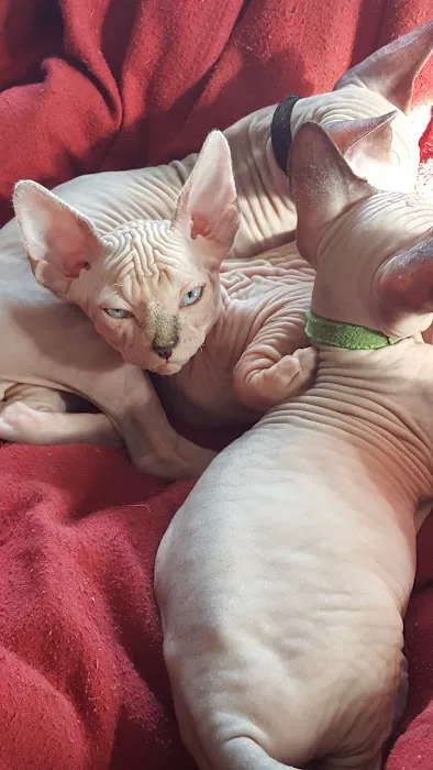 Beebes Sphynx Cattery Picture 2