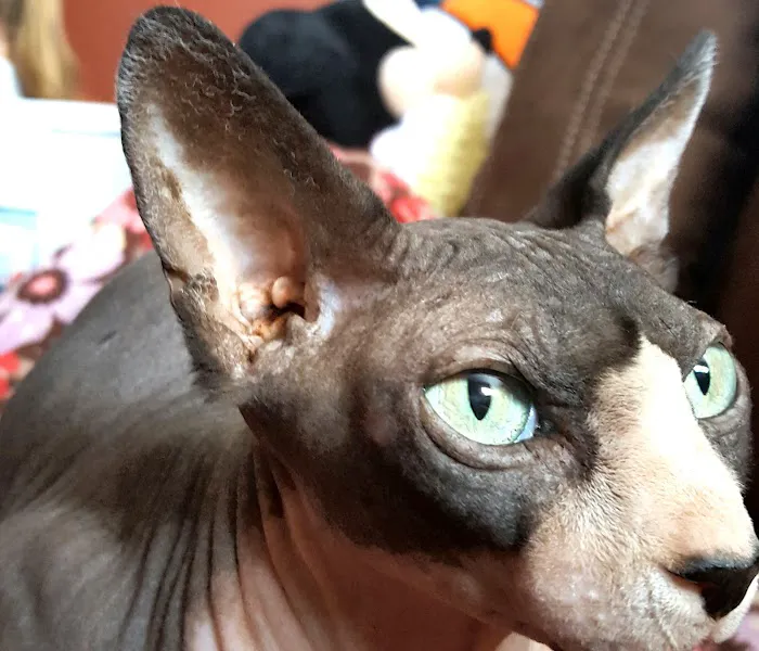 Beebes Sphynx Cattery Picture 4