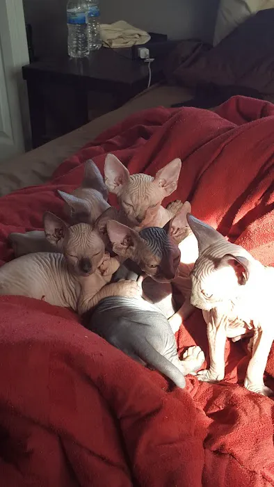 Beebes Sphynx Cattery Picture 3