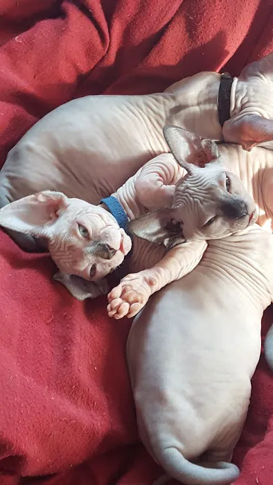 Beebes Sphynx Cattery Picture 6