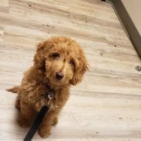 Animal Medical Center of Van Buren ico