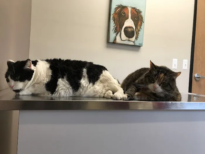 Animal Medical Center of Van Buren Picture 3