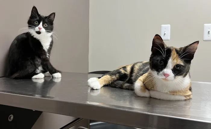 Animal Medical Center of Van Buren Picture 4