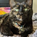 Ypsilanti Animal Clinic