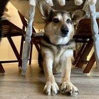 Noah's Ark Pet Hospital ico