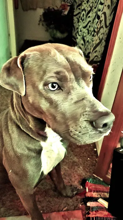 Noah's Ark Pet Hospital Picture 8