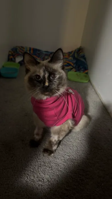 Lifeline Veterinary Urgent Care Picture 1