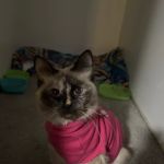 Lifeline Veterinary Urgent Care