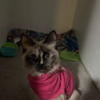 Lifeline Veterinary Urgent Care ico