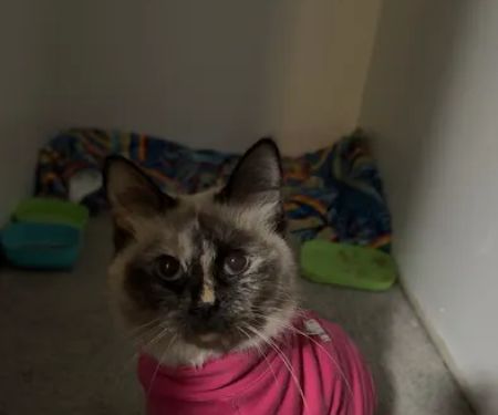 Lifeline Veterinary Urgent Care