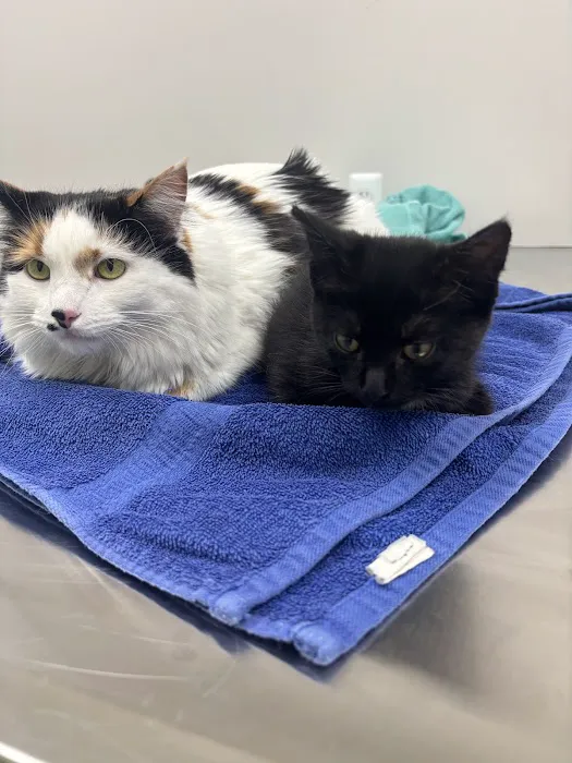 Lifeline Veterinary Urgent Care Picture 7