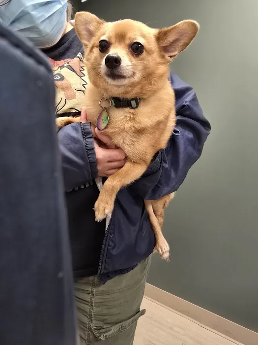 Lifeline Veterinary Urgent Care Picture 5