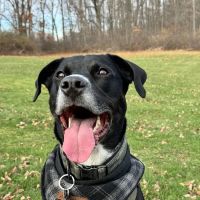 Whittaker Road Animal Clinic ico