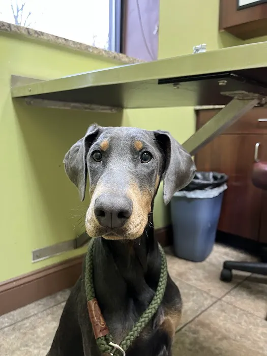 Michigan Avenue Animal Hospital Picture 1