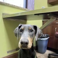 Michigan Avenue Animal Hospital ico