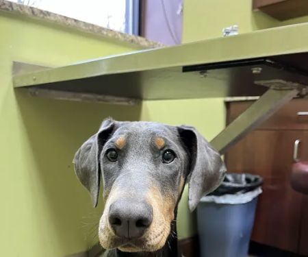 Michigan Avenue Animal Hospital