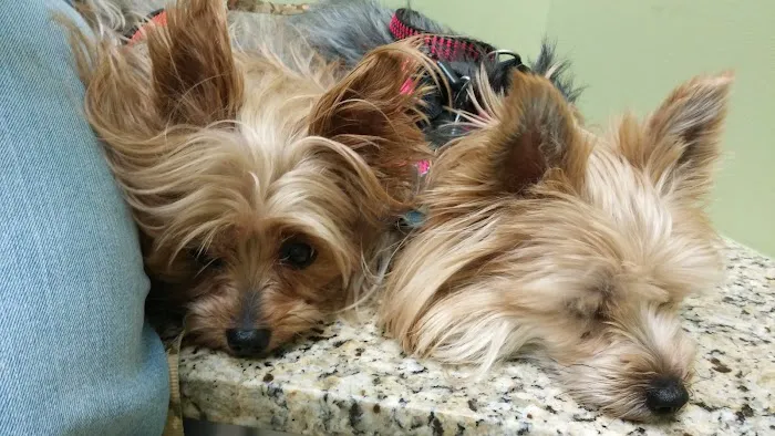 Michigan Avenue Animal Hospital Picture 2