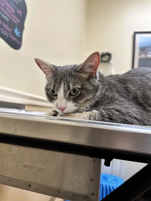 Ark Animal Clinic Picture 1