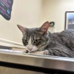 Ark Animal Clinic