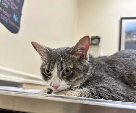 Ark Animal Clinic