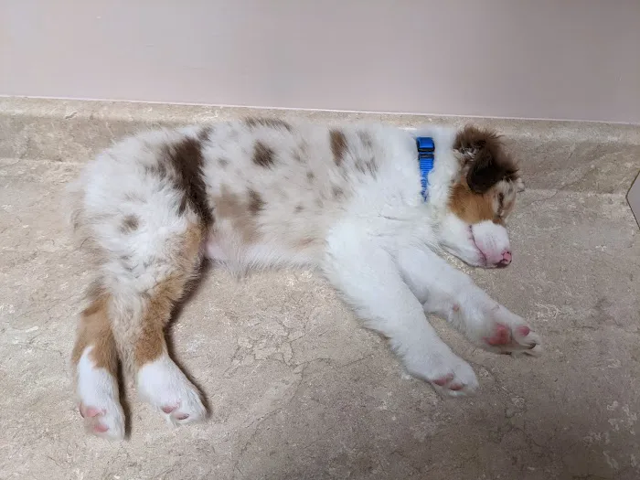 Country Creek Animal Hospital Picture 8