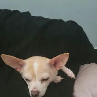 Country Creek Animal Hospital ico