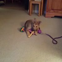 South Lyon Animal Clinic ico