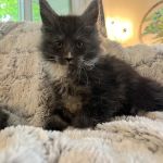 Exotic Purr