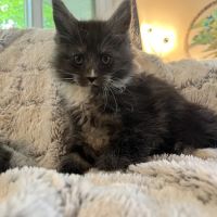 Exotic Purr ico